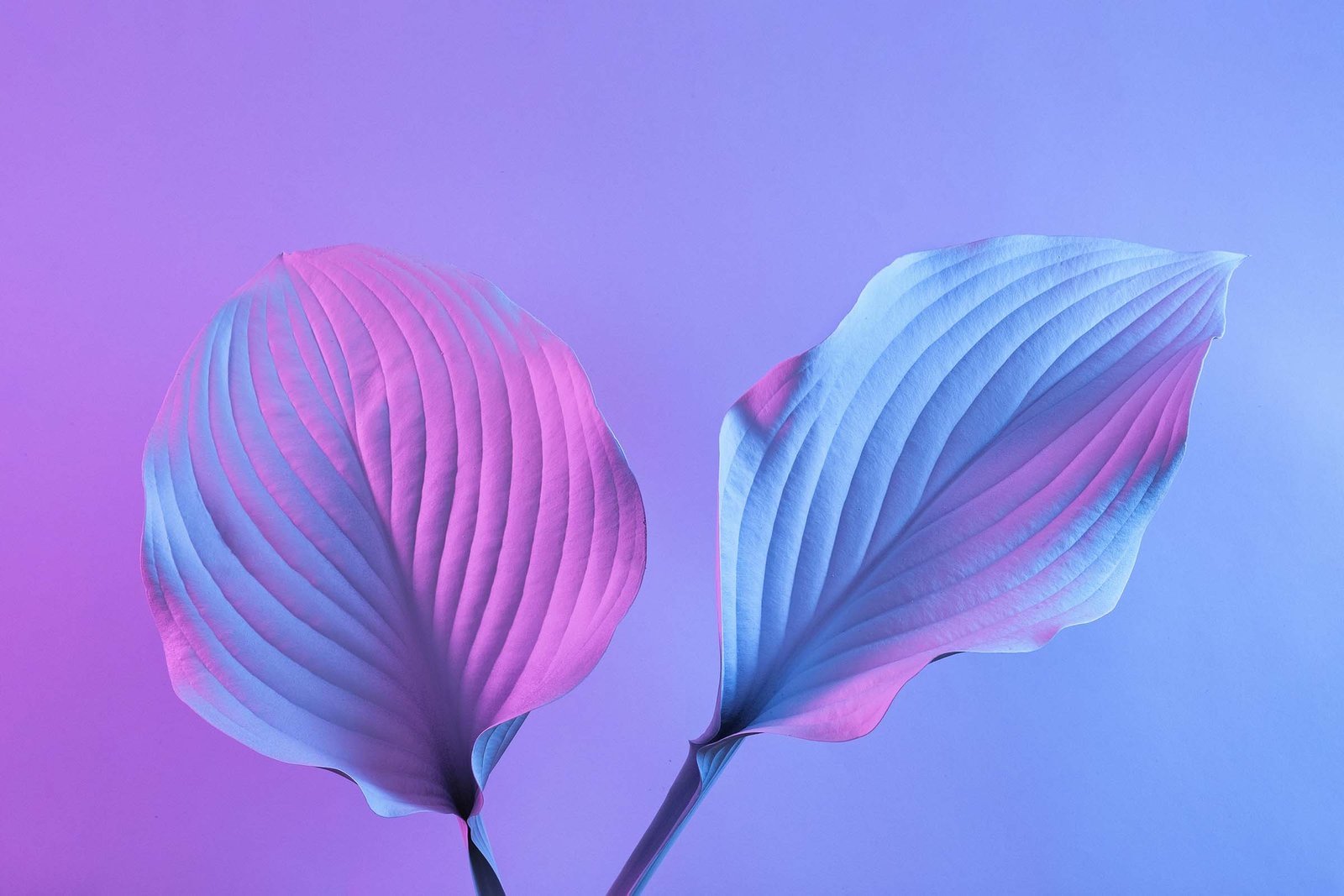 a-trending-plant-species-in-cyberspace-with-the-te-2UDCC69.jpg